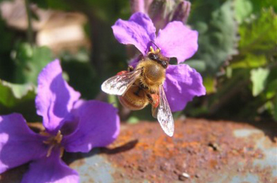 【蜜蜂】蜜蜂や虻が忙しそうに花粉や蜜を集めています。黄色い花はミツマタ。紫は花大根。ピンクは桃です。