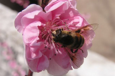 【虻】蜜蜂や虻が忙しそうに花粉や蜜を集めています。黄色い花はミツマタ。紫は花大根。ピンクは桃です。