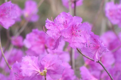 【エゾムラサキツツジ】「文学の池」の近くでは、蝦夷紫躑躅（エゾムラサキツツジ）が一杯に花をつけています。 葉が出る前に花が咲きます。