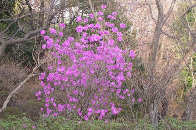 【エゾムラサキツツジ】「文学の池」の近くでは、蝦夷紫躑躅（エゾムラサキツツジ）が一杯に花をつけています。 葉が出る前に花が咲きます。