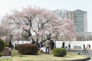 卒業生の前途を祝福するかのように「出発（たびだち）の庭」の枝垂れ桜が咲いています。