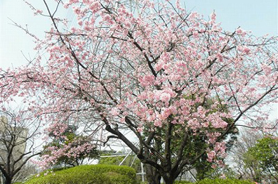 「学生ホール」の前にある早咲きの桜は、早くも満開を迎えています。