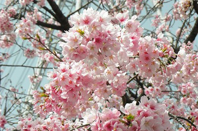 「学生ホール」の前にある早咲きの桜は、早くも満開を迎えています。