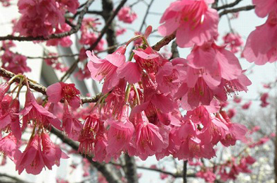 式典の会場となった池田記念講堂の横では、寒緋桜（かんひざくら）が咲いています。
