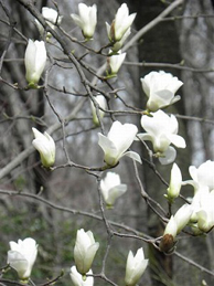 【白木蓮】キャンパスでは、様々な花が一斉に咲き始めました。木蓮も辛夷（こぶし）もモクレン科に分類されます。