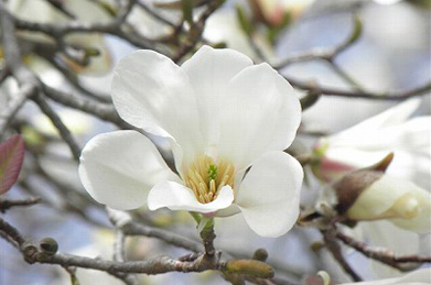 【辛夷】キャンパスでは、様々な花が一斉に咲き始めました。木蓮も辛夷（こぶし）もモクレン科に分類されます。