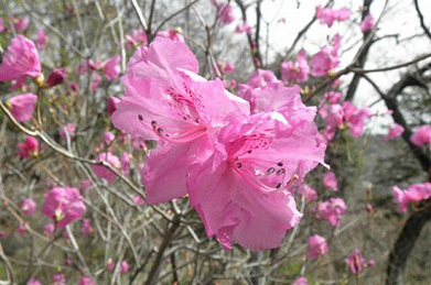 【躑躅】「周桜」の記念碑の側では躑躅（つつじ）が、正面ロータリーでは三又（みつまた）が咲いています。