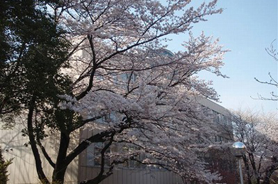 「学修館」の横には、通信教育第１期生が記念植樹した桜があります。