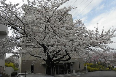「文系Ｃ棟」の前にも大きな桜があります。