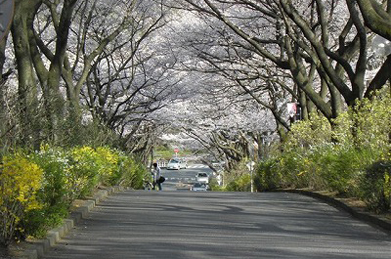 正門から伸びる道は、150本を越える桜のトンネルになっています。