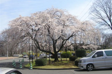 【枝垂桜】卒業生を見送った「出発（たびだち）の庭」の枝垂桜は、ほぼ満開になりました。