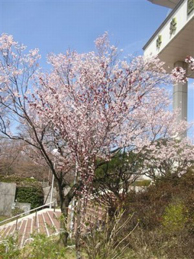 【桜】中央図書館の前の桜も見頃となっています。