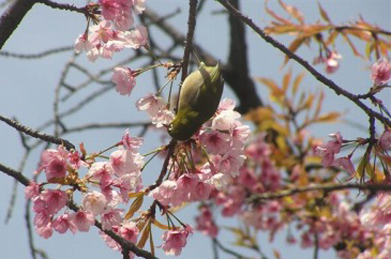 【桜】メジロが蜜を吸いにやってきています。どんな味がするのでしょうか。