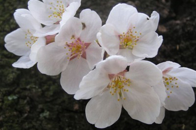 【桜】間もなく迎える新入生を歓迎するように、染井吉野も咲き始めています。