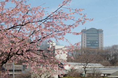 【桜】絵になるロケーションを探してみるのも桜の楽しみ方の一つ。構内を散策しながら、お気に入りのスポットを見つけてみてはいかがでしょうか。