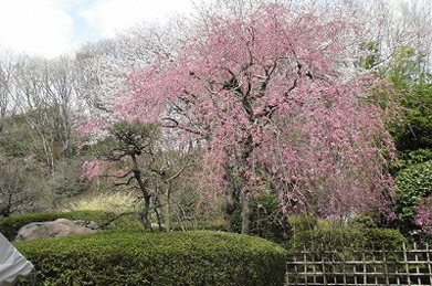 「平安の庭」には、枝垂れ桜があります。「まさおなる空よりしだれざくらかな」（富安風生）