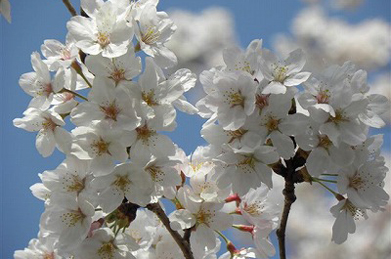 美しい桜を眺めながら、江戸時代に染井吉野を生み出し、全国に弘めた染井村の植木職人たちの創意工夫に思いを馳せました。