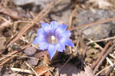 【春竜胆】日当たりの良い地面をよく見ると、春竜胆（ハルリンドウ）に出会えます。とても小さく可憐な花です。