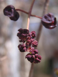 【ミツバアケビ】三葉木通（ミツバアケビ）の花です。秋には甘い実がなります。
