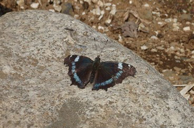【ルリタテハ】日向ぼっこを楽しんでいる蝶は、ルリタテハ。その瑠璃色は、オランダを代表する画家フェルメールが好んだラスピラズリのブルーにも負けない美しさです。成虫のまま越冬し、他の蝶に先駆けて活動を開始します。