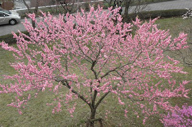 【桃】早口言葉に「李（スモモ）も桃も桃のうち」とありますが、「文学の池」のそばには李が、「松風センター」の横の庭には桃があります。