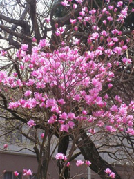 【ミツバツツジ】松風センターの庭園では、三葉躑躅（ミツバツツジ）が咲いています。花が終わってから葉が出ます。