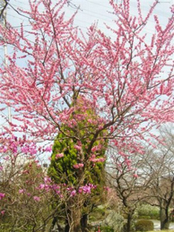 【菊桃】同じく松風センターの庭園には、菊桃（キクモモ）が見頃を迎えています。桃の園芸種です。