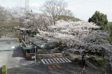 「新世紀橋」の上から見た「栄光門」。大きな二本の桜が学生の往来を見守っています。