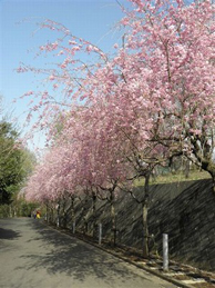 「新世紀橋」を渡って「総合体育館」の方に足を進めると、左手には枝垂れ桜の並木があります。