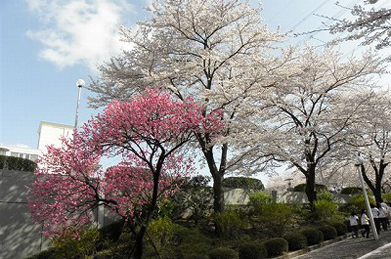 池田記念講堂の前では、桃と桜が仲良く並んで咲いています。
