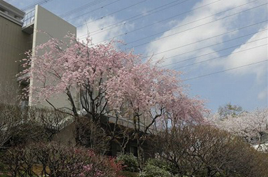 昨年９月に完成した「大教室棟」の横にも枝垂れ桜が植えられています。