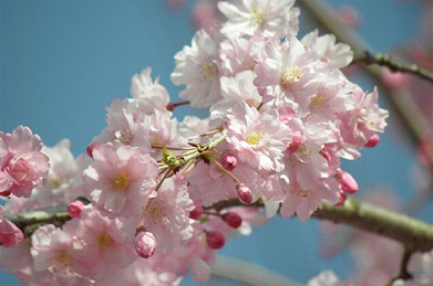 吉宗の時代から300年近く続く花見の風習。桜に対する愛着は、もはや日本人のDNAに深く刻み込まれているのかもしれません。