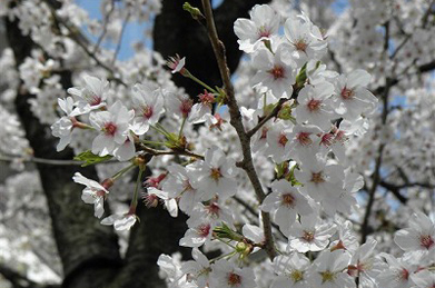 【染井吉野】日本には300種類以上の桜の品種があるそうですが、キャンパスの桜の見頃は染井吉野から枝垂れ桜や大島桜に変わっていきます。