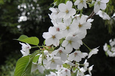 【大島桜】日本には300種類以上の桜の品種があるそうですが、キャンパスの桜の見頃は染井吉野から枝垂れ桜や大島桜に変わっていきます。