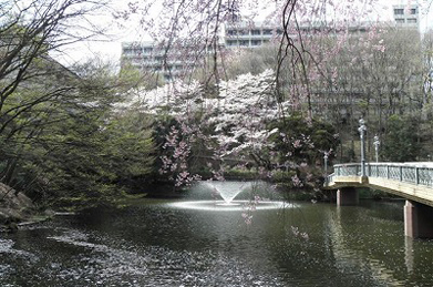 「文学の池」の水面を花びらが覆い、花筏ができています。