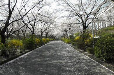 正門から続く並木道は「桜花の道」と呼ばれています。