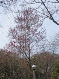 【ハナノキ】栄光門の近く、東洋哲学研究所の前にあるのは、ハナノキ。カエデ科の落葉樹で、葉が出る前に花が咲きます。環境省のレッドデータ（絶滅危惧Ⅱ類）にも記載されている樹木です。