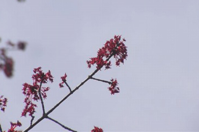 【ハナノキ】栄光門の近く、東洋哲学研究所の前にあるのは、ハナノキ。カエデ科の落葉樹で、葉が出る前に花が咲きます。環境省のレッドデータ（絶滅危惧Ⅱ類）にも記載されている樹木です。