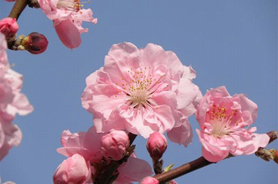 【桃】そのブロンズ像の後ろでは、桃と花海棠（ハナカイドウ）が見頃を迎えています。