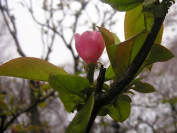 【マルメロ】ピンクの花は、マルメロ。バラ科の植物で、秋にはカリンに似た黄色い実がなります。