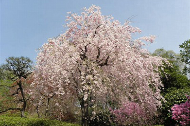 「文学の池」の周辺や「平安の庭」では、枝垂れ桜が見頃を迎えています。下から見ると、花が滝の水となって空から降ってくるようです。