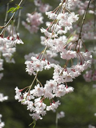 江戸中期の歌人・三宅嘯山（しょうざん）が枝垂れ桜を詠んだ句に、「いとざくら枝も散（ちる）かと思ひけり」とあります。