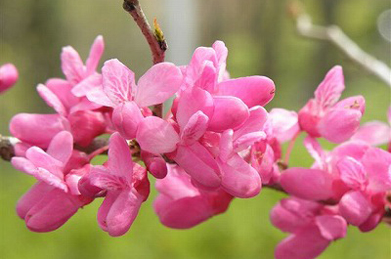 正門から伸びる「桜花の道」では、花蘇芳（ハナズオウ）が咲いています。中国原産のマメ科の植物です。