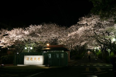 ライトアップされているのは、正門から伸びる桜並木「桜花の道」と「文学の池」周辺。青空に映える昼間の桜とは違う幻想的な光景です。