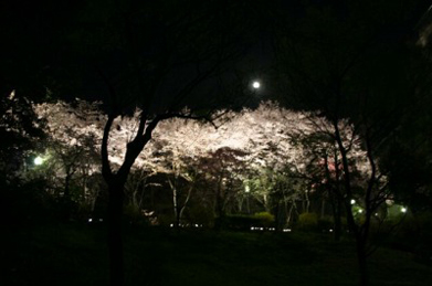 ライトアップされているのは、正門から伸びる桜並木「桜花の道」と「文学の池」周辺。青空に映える昼間の桜とは違う幻想的な光景です。