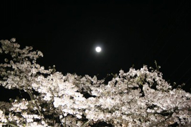 夜空には満月が顔をのぞかせています。今宵は、かぐや姫も空の上から満開の桜を楽しんでいることでしょう。「春風(はるかぜ)そよ吹く、空を見れば、夕月(ゆうづき)かかりて、にほひあはし」という「おぼろ月夜」の歌詞も浮かんできます。