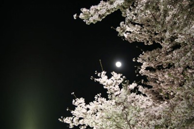 夜空には満月が顔をのぞかせています。今宵は、かぐや姫も空の上から満開の桜を楽しんでいることでしょう。「春風(はるかぜ)そよ吹く、空を見れば、夕月(ゆうづき)かかりて、にほひあはし」という「おぼろ月夜」の歌詞も浮かんできます。