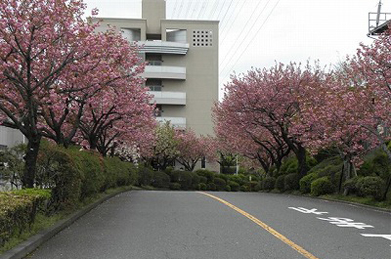 正面ロータリーから松風センターの方へと続く道路の両側は八重桜のトンネルになっています。