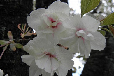 八重桜にもいろいろな品種があるようです。