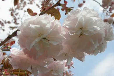 八重桜にもいろいろな品種があるようです。